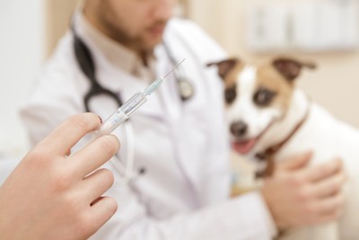 動物病院で注射と犬