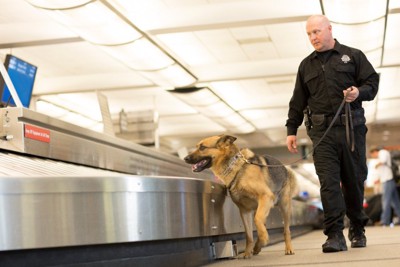 空港で荷物を嗅ぐ警察犬