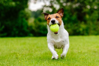 テニスボールをくわえて走る犬