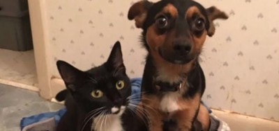 屋内で並んで座る犬と猫