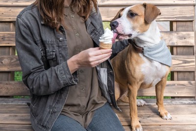 飼い主が持つアイスを食べる犬