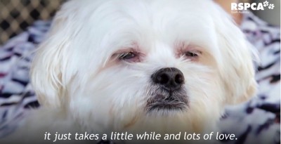 綺麗な毛並みの白い犬の顔