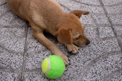 テニスボールに興味がない犬