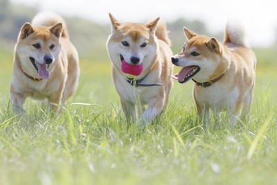 3匹で遊ぶ柴犬