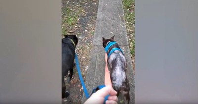 散歩する2匹の犬