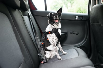 車の後部座席に座る白黒の犬