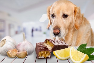 食べ物を見つめる犬