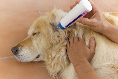 耳掃除を受ける犬