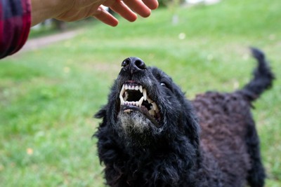 歯を見せて唸る犬