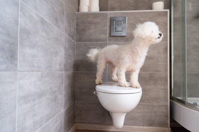 白い犬とトイレ