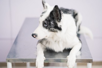 Border Collie dog in veterinary Clinic