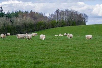 放牧中の羊たち