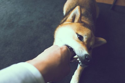 飼い主の手を噛んでいる犬
