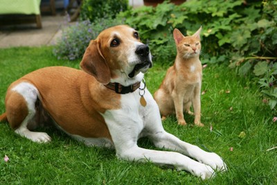 芝生の上の犬と猫
