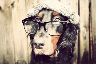 眼鏡をかけている犬