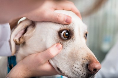 獣医師による目の検査を受ける犬