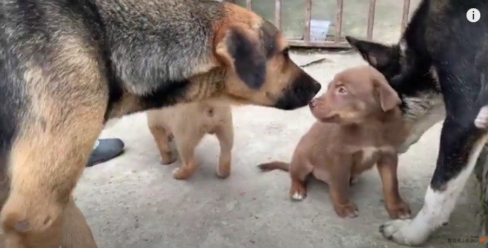 2匹のママ犬と子犬
