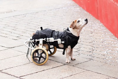 車いすを利用する犬