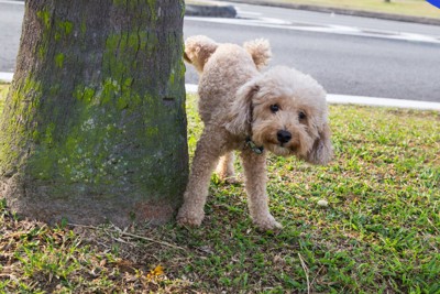 公園の木におしっこする犬
