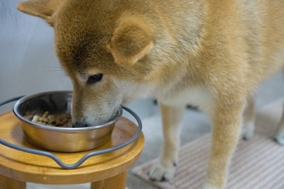 食事中の犬