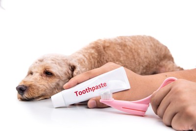 寝そべる犬と歯ブラシ
