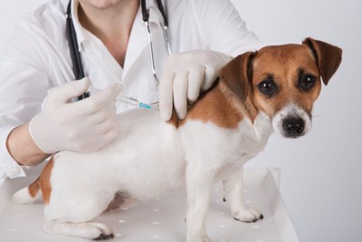 ワクチン注射中の犬