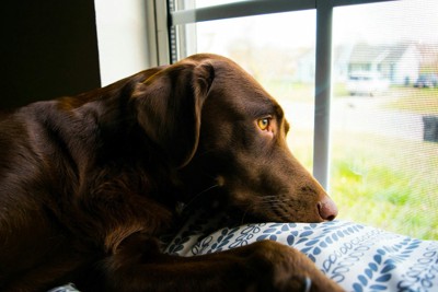 窓の外を見つめる茶色の犬