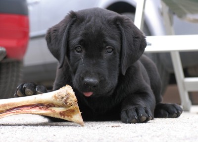 骨を食べようとしている黒い犬