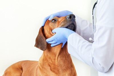 目の診察を受ける犬