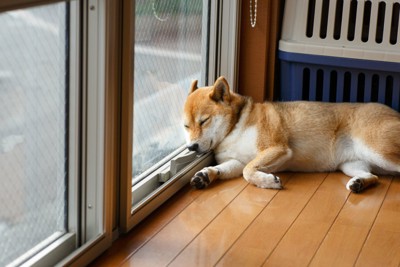 窓際で眠る柴犬