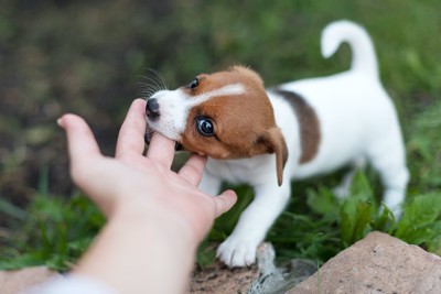 人の手を甘噛みしている子犬