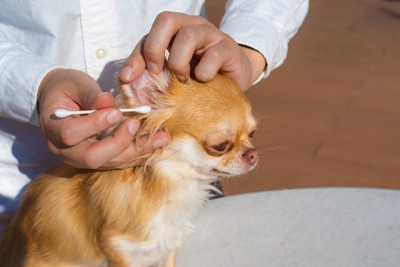 綿棒で耳掃除される犬