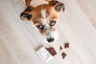 チョコレートと犬