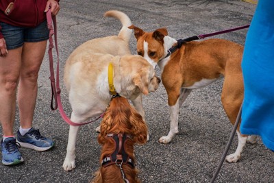 散歩中の3匹の犬の挨拶