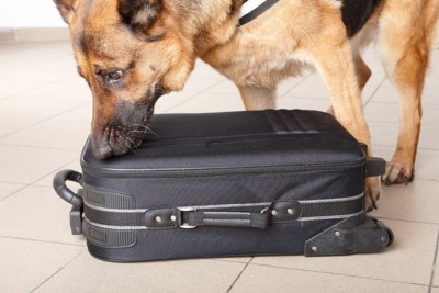 空港で働く探査犬