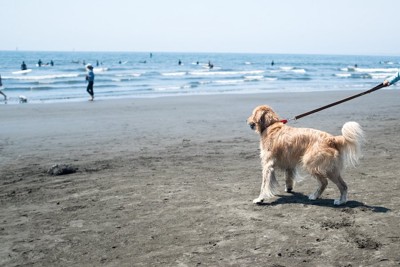 ビーチを飼い主と散歩中の犬
