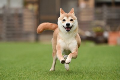 芝生を走る柴犬