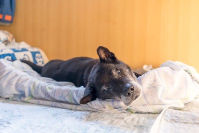 ベッドから顔を向ける黒い老犬
