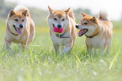 三頭の柴犬