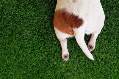 芝生の上に寝そべっている犬の下半身