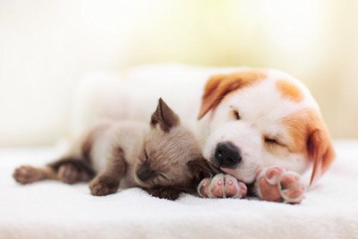 仲良く眠る子犬と子猫