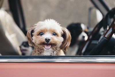 車の窓から顔を出す犬