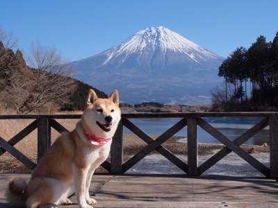 富士山と柴犬