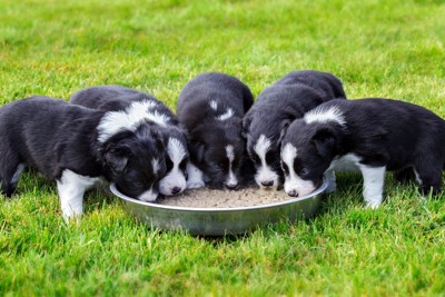 複数の子犬と餌
