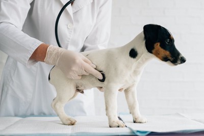 獣医師の診察を受ける犬