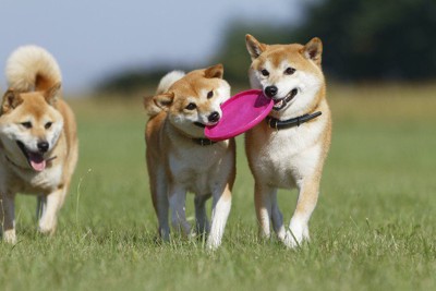 おもちゃで遊ぶ三匹の柴犬