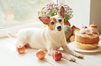 犬とリンゴ、花