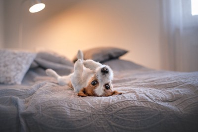 夜にベッドの上でくつろぐ犬