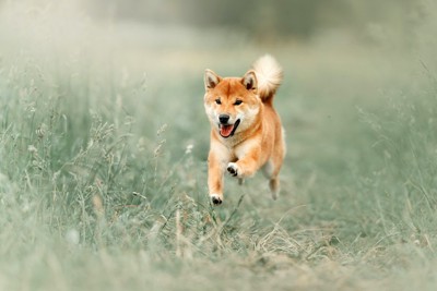 草むらを走る柴犬