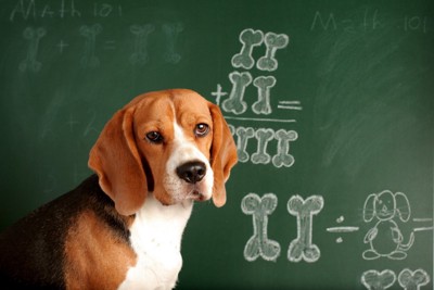 黒板の前のビーグルと犬の算数